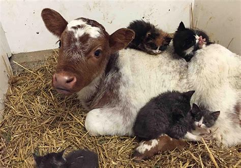 The life of a barn cat