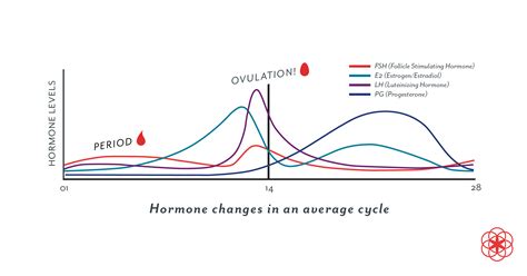Progesterone Definition Levels Symptoms Of Low Progesterone And More