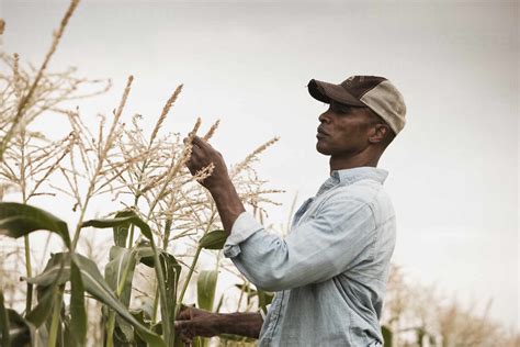 African American Farmer Tending Crops Stock Photo