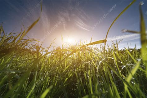 Meadow Low Angle View Stock Image F0214614 Science Photo Library