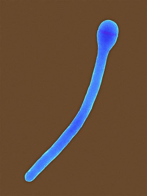 Clostridium Phytofermentans Photograph By Dennis Kunkel Microscopy