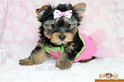 Pedigree e garanzia 1 anno. Vendita Cuccioli Yorkshire Terrier Toy Milano