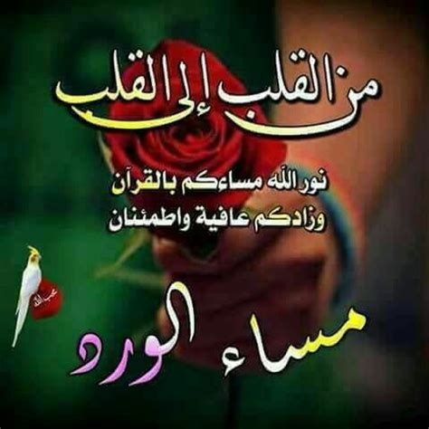 الاهتمام بذاتها او النصائح الخاصة بالمطبخ. صور مساء الورد , صور ورد وزهور مكتوب عليها مساء الورد والياسمين | Good morning arabic, Good ...