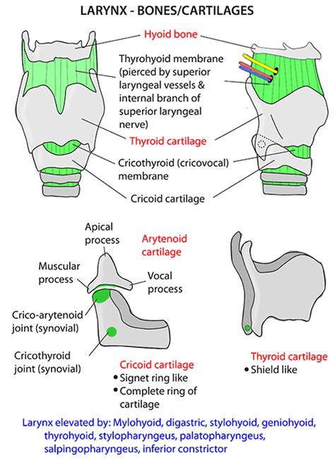 Instant Anatomy Head And Neck Areasorgans Larynx Bones And