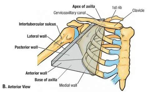 Pictures Of Axilla