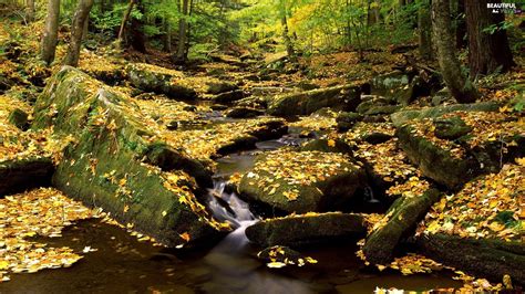 Forest Stones Autumn Stream Beautiful Views Wallpapers 1920x1080