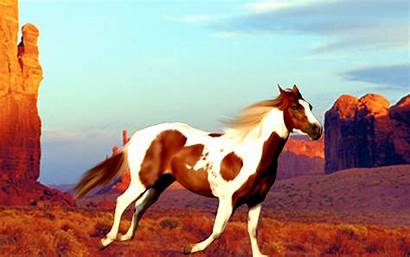 Horse Paint Painted Wallpapers Desert Backgrounds Quarter