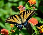 Tiger Swallowtail Butterfly Free Stock Photo Public Domain Pictures