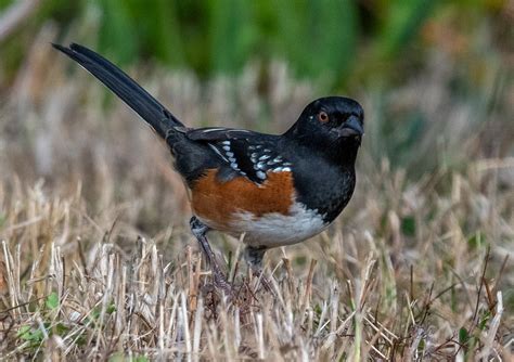 Spotted Towhees Are Beautiful Birds Mendonoma Sightings