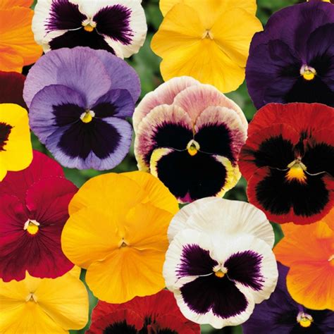 Buy Pansy F1 Blotch Mixed Color Flowering Seedsnurseryserve
