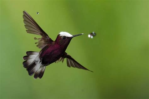 17 Strange And Beautiful Hummingbird Species
