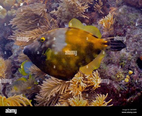 Whitespotted Filefish Cantherhines Macrocerus Dive Site John