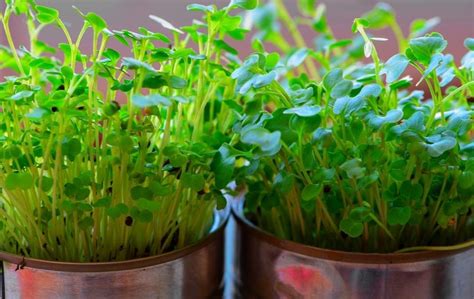 How To Grow Microgreen Indoors Slick Garden Fast Growing Plants