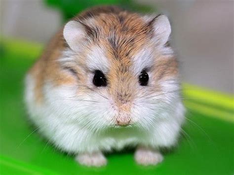 Top 5 Most Popular Hamsters Breeds In The World