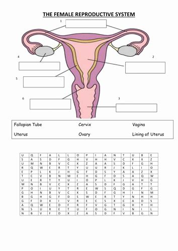 Reproductive System Worksheet Answers