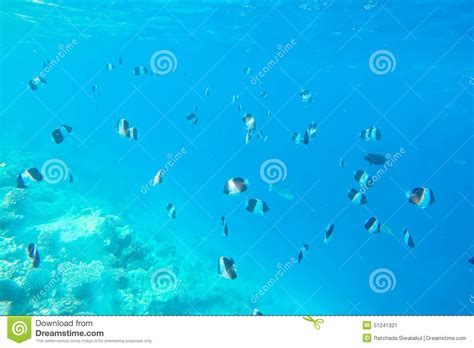 Exotic Marine Life Near Maldives Island Stock Image Image Of Bottom