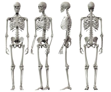 Bones are mostly made of the protein collagen, which forms a soft framework. Human Skeleton For Kids