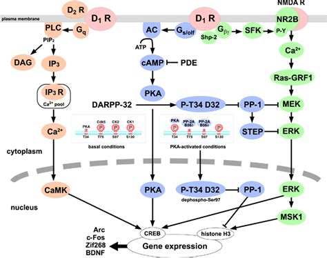 Dopamine Receptors D1 D2