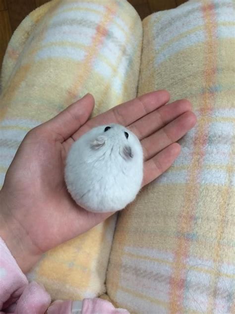 Pin By Toru Yunoki On Too Cute Cute Hamsters Cute Little Animals Cute Baby Animals