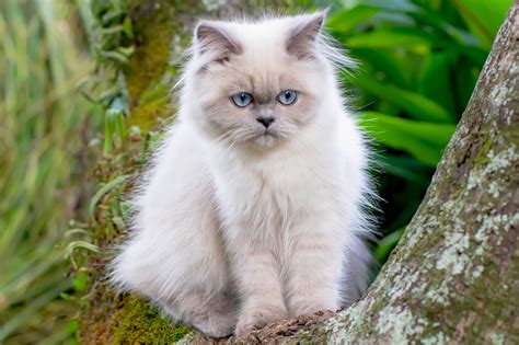 How Is The Himalayan Persian Cat Petsnotebook