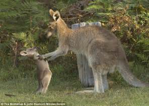 Ill Box Your Ears Angry Mother Kangaroo Pictured Telling Off Her
