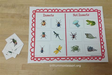 Sorting Insectsnot Insects Lots Of Ideas For Bug Theme Montessori