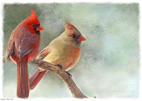 A Pair Of Northern Cardinals Photograph By Debbie Portwood Fine Art