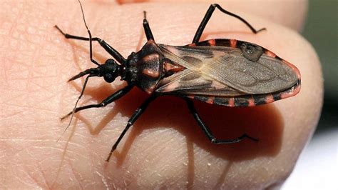 Deadly ‘kissing Bug That Kills Thousands Needs To Be Taken Seriously