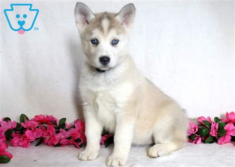Labraheelers are affectionate and active, quite like their parent breeds. Sasha | Siberian Husky Mix Puppy For Sale | Keystone Puppies