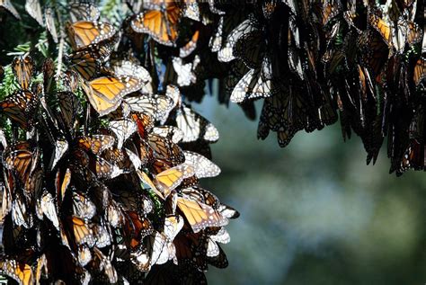 Would Like To Visit El Rosario Monarch Butterfly Sanctuary In Mexico