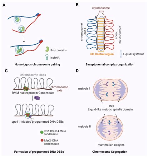 ijms free full text control of chromatin organization and chromosome behavior during the