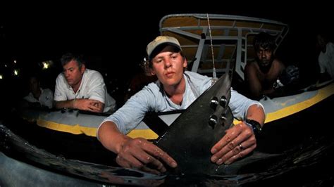 Bbc Earth Tiger Sharks Epic Migration Revealed