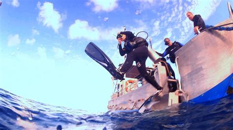 Lady Elliot Island Dive Shop All You Need To Know Before You Go