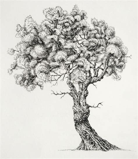Pen And Ink Illustrations Of Trees Lizzie Harper