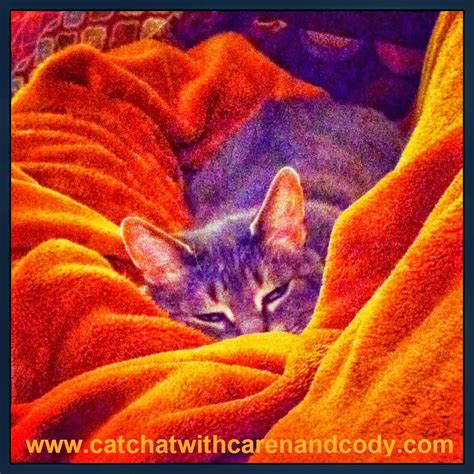 Cat Chat With Caren And Cody 10 Ways To Show Respect For Your Cat On