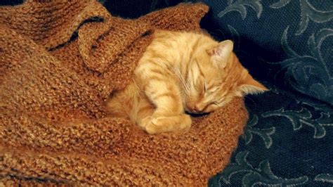 Cat Wrapped In Blanket Cat Meme Stock Pictures And Photos