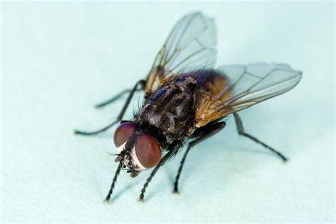 Fly Infestation Causes In House Outside And How To Get Rid American Celiac