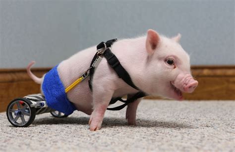 Famous Bacon Florida Piglets Disability Is No Handicap To Viral Fame