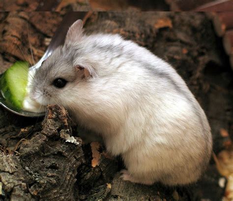 Russian Dwarf Hamster Facts And Care Campbell Hamsters