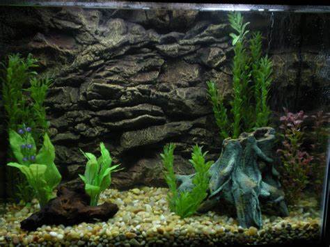 Alfa img Showing > Freshwater Fish Tank Backgrounds