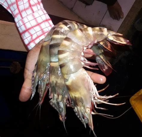 Fresh Tiger Prawns Wild Shrimps Chilled Seafood India Price Supplier