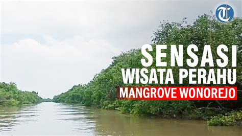 Mencoba Sensasi Wisata Perahu Dan Tanam Pohon Di Mangrove Wonorejo