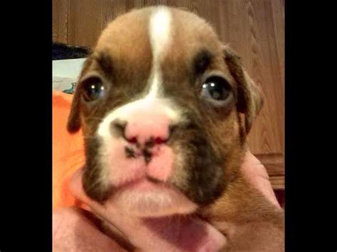 We breed health tested boxers in the houston metro area. Boxer For Sale by Inner Banks Boxers of Blounts Creek Farm ...