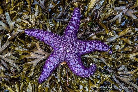 Purple Starfish Purple Starfish On Green Kelp In Powell Ri Flickr