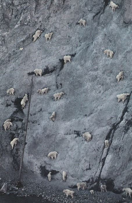 Mountain Goats Chilling On A Sheer Cliff Face Rnatureismetal