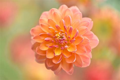 Check out our peach colored flowers selection for the very best in unique or custom, handmade pieces from our shops. Peach-Colored Dahlia HD Wallpaper | Background Image ...