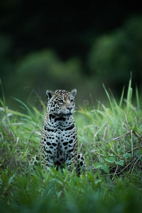 Jaguar Sitting Tall Grass Facing Right Stock Photos Free And Royalty