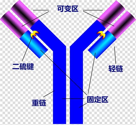 To link to this page, copy the following code to your site: thank you immune system clipart 10 free Cliparts ...