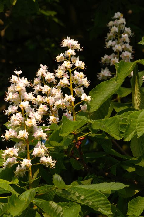 Horse Chestnut Blossom Flowers Wildlife Photography By Martin