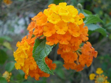 Ditanam sebagaipokok hiasan dalam lanclskap kajian kerana warna bunganya yang cantik. Bunga tahi ayam | Lantana camara 'Sundancer' (Verbenaceae ...